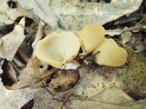 Otidea kauffmanii image