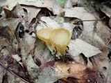 Otidea kauffmanii image
