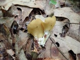 Otidea kauffmanii image