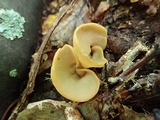 Otidea kauffmanii image
