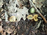 Otidea kauffmanii image