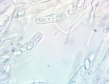 Otidea kauffmanii image