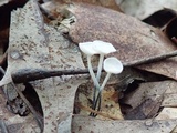 Tetrapyrgos nigripes image