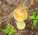 Amanita amerimuscaria image