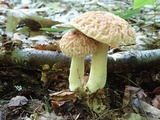 Xerocomus hortonii image