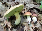 Xerocomus hortonii image