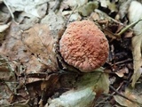 Xerocomus hortonii image