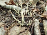 Xylaria filiformis image
