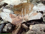 Xylaria filiformis image