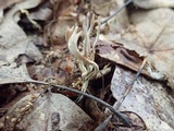Xylaria filiformis image