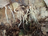 Xylaria filiformis image