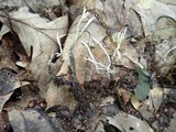 Xylaria filiformis image