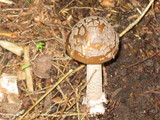 Amanita borealisorora image
