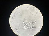 Lachnellula calyciformis image