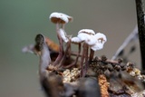 Marasmiellus praeacutus image