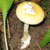 Amanita praecox image