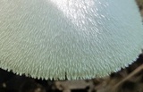 Volvariella bombycina image