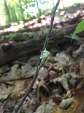 Cordyceps tuberculata image