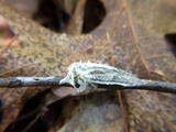 Cordyceps tuberculata image