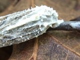 Cordyceps tuberculata image