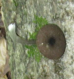 Entoloma griseocyaneum image