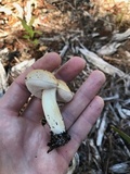 Tylopilus rhoadsiae image