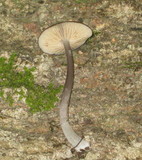Entoloma griseocyaneum image
