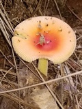 Amanita parcivolvata image