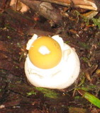 Amanita praecox image