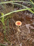 Amanita parcivolvata image