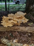 Bondarzewia berkeleyi image