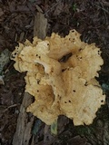 Bondarzewia berkeleyi image