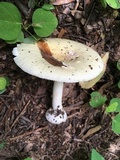 Amanita albocreata image