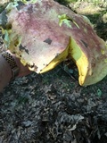 Boletus pallidoroseus image