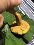 Boletus pallidoroseus image