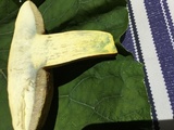 Boletus pallidoroseus image