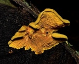 Pseudomerulius curtisii image
