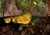 Pseudomerulius curtisii image