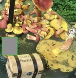 Boletus pallidoroseus image