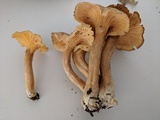 Cantharellus appalachiensis image