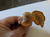 Cantharellus appalachiensis image