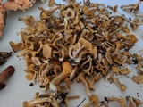 Cantharellus appalachiensis image