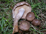 Pholiota terrestris image