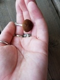 Pluteus saupei image