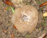 Sarcosphaera coronaria image