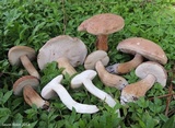 Tylopilus minor image