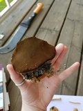 Phellinus tremulae image