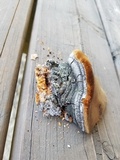 Phellinus tremulae image
