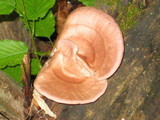 Panus conchatus image