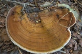 Ganoderma lobatum image